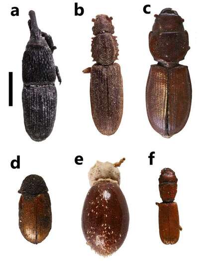 La investigación podría corroborar el origen de esta plaga en el Archipiélago y no en América (Foto TA)